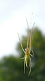 Miškinis storažandis Tetragnatha pinicola