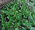 Letničie, western Slovakia, leaves