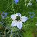 Nigella damascena