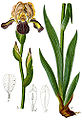 Iris × germanica (as syn. Iris sambucina) vol. 1 - plate 55 in: Jacob Sturm: Deutschlands Flora in Abbildungen (1796)