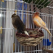 2 canaries (serinus).jpg