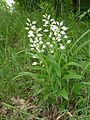 Cephalanthera longifolia Germany - Durmersheim (bei Karlsruhe)