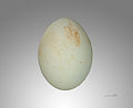   Egg