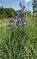 Iris sibirica Germany - Schwäbisch-Fränkische Waldberge