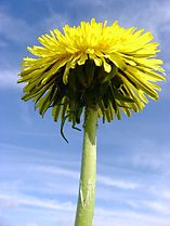 dandelion (Taraxacum officinale)