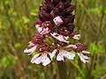 Orchis purpurea Germany - Rheinwald bei Karlsruhe