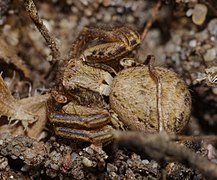 2014.03.09.-13-Kaefertaler Wald-Mannheim-Braune Krabbenspinne-Weibchen.jpg