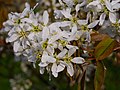 Kupfer-Felsenbirne - Amelanchier lamarckii, Blüten, im Bürgerpark Mannheim-Feudenheim