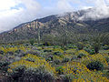 Sonoran Desert