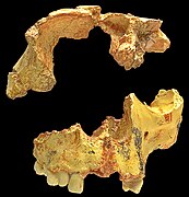 Atapuerca