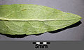 Leaf, bottom side