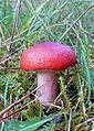 Raudonkotė ūmėdė Russula rhodopus