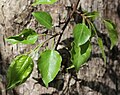 Leaf in Mount Tado