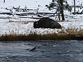 Resting Buffalo Along The Firehole River