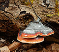 * Nomination Red Banded Polypore Fomitopsis pinicola, Friedrichshafen-Raderach, Germany --DKrieger 22:56, 23 March 2015 (UTC) * Promotion Grand! --Crisco 1492 03:33, 27 March 2015 (UTC)