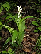 Cephalanthera longibracteata