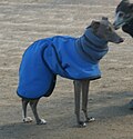 Thumbnail for File:Italian Greyhound grey.jpg