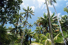 KentiaPalms LordHoweIsland.jpg