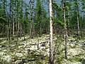 Forest, Kochechum River, Evenkiyskiy Avtonomnyy Okrug, Russia