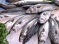 mackerels