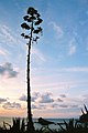 Agave with flower stalk