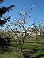 Young orchard tree, Poland