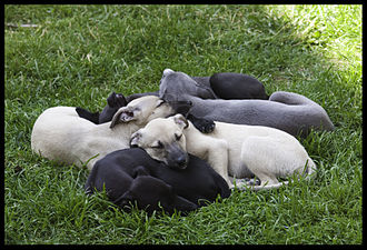 "Bundleofpuppies.jpg" by [[User:]]