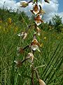 Epipactis palustris France - Bucey-lès-Gy