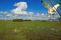 A white ibis flying over the River of Grass, tree islands in background