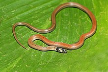 Sibynophis subpunctatus .jpg