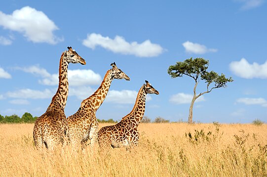 "Three_giraffes_01.jpg" by User:Byrdyak