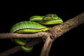 Trimeresurus albolabris (juvenile, male) - Kaeng Krachan National Park.