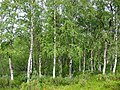 Inari Wilderness, Finland