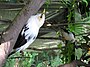 Pair of Black-winged Starlings