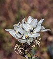 * Nomination Ornithogalum arabicum Radès seaI, . By User:Smailtn --نعيم قربوسي 07:37, 1 June 2024 (UTC) * Promotion  Support Good quality. --Alexander-93 08:15, 1 June 2024 (UTC)