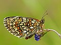 Paprastoji šaškytė Melitaea athalia