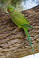 * Nomination Rose-ringed parakeet, Ashkelon National Park, Israel.----מינוזיג 19:29, 20 January 2015 (UTC) * Promotion Good quality. --Ram-Man 04:14, 21 January 2015 (UTC)