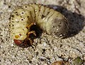 larvae - Germany - Eilenburg in Saxony