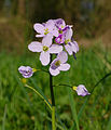 Wiesen-Schaumkraut - Cardamine pratensis, im Waldpark Neckarau