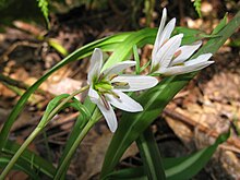 Amana latifolia 1.JPG