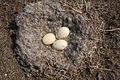 Category:Branta canadensis eggs