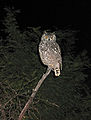 Pilanesberg National Park, South Africa