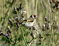 Feeding on Cirsium arvense seeds; Whitley Bay, Northumberland, England