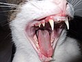 Category:Cat teeth