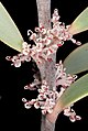 Hakea incrassata