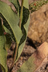 Hieracium scouleri