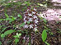 Orchis purpurea Germany - Ungeheuerklamm (Untergrombach)