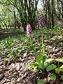 Orchis purpurea Austria - Lower Austria Burgstall (Haslach)