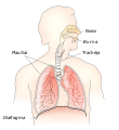 lietuvių • ලිතුවේනියානු