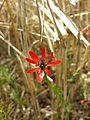 Adonis flammea